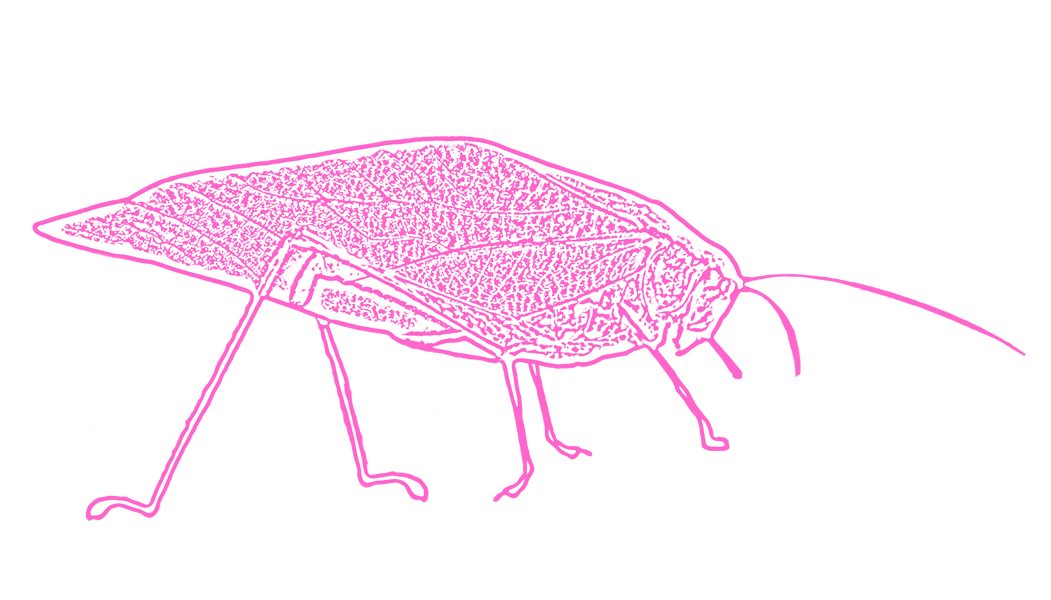 Elizabeth Joy Levinson